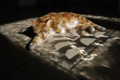 High angle view of cat on floor