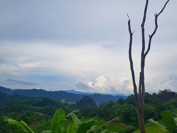 Scenic view of trees against sky