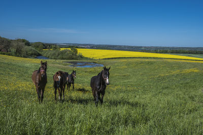 Horses at