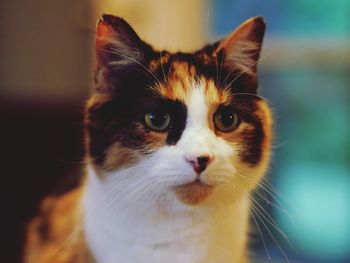 Close-up portrait of a cat