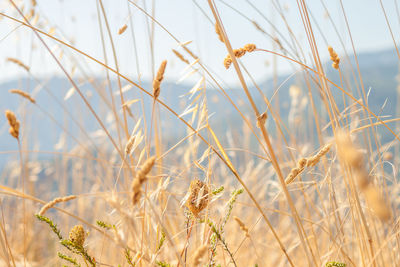 Close-up of stalks in field against sky