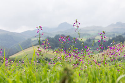 Flowers growing on field against sky