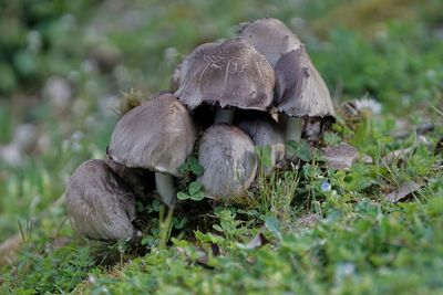 Close-up of mushroom on field