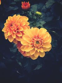 Close-up of yellow flowers blooming outdoors