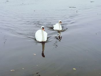 High angle view of swans swimming in lake