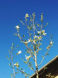 Low angle view of tree against clear blue sky