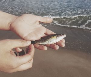 Cropped hands of man holding fish at beach