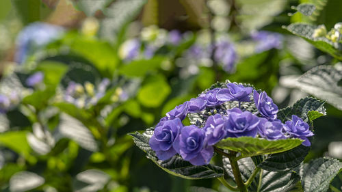 Close-up of purple flowering plant