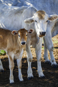 Portrait of cow and calf standing on field