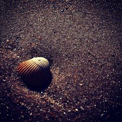 Close-up of seashells