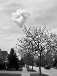 Bare trees against sky during winter