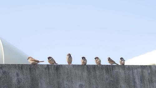 bird