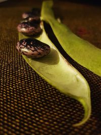 Close-up of insect on table