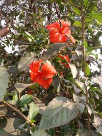 Close-up of hibiscus blooming outdoors