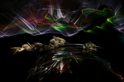 Digital composite image of jellyfish against black background