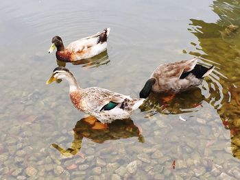 High angle view of duck swimming on lake