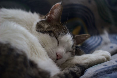 Close-up of cat sleeping