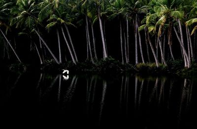 Reflection of trees in water