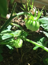 Close-up of fresh green plant growing on field