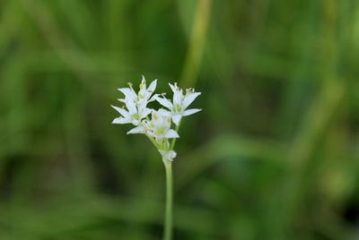 Close-up of white flowers