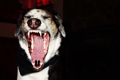 Close-up of dog yawning