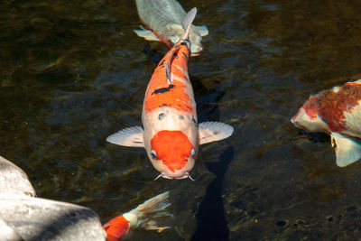 High angle view of koi carps swimming in water