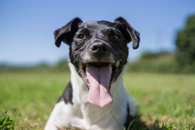 Portrait of dog sticking out tongue on field