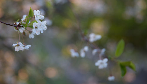 Close-up of white flowers on branch