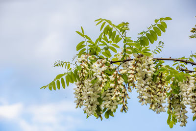 Low angle view of flowering plant against sky