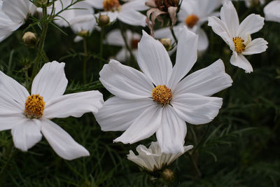 Close-up of white flowering plant on field