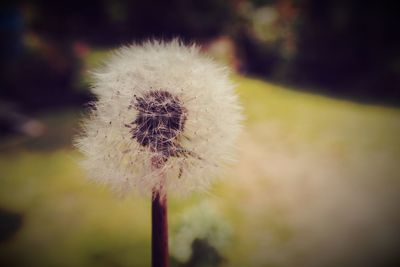 Close-up of dandelion flower