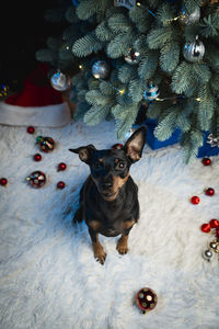 christmas tree