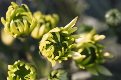 Close-up of green chrysanthemum flower