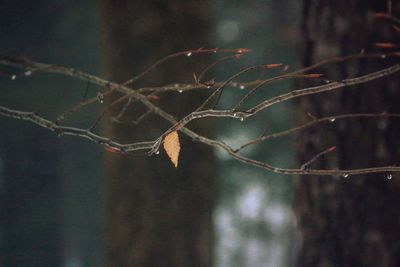 Close-up of dew drops on spider web