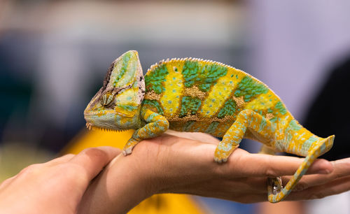 Close-up of hand holding lizard