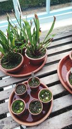 Potted plants in backyard