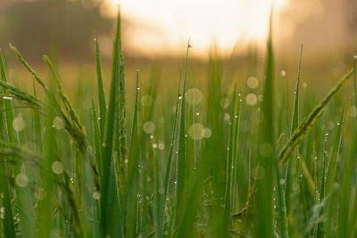 Close-up of wet grass on field during rainy season