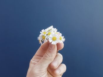 Close-up of hand holding white daisy against blue sky