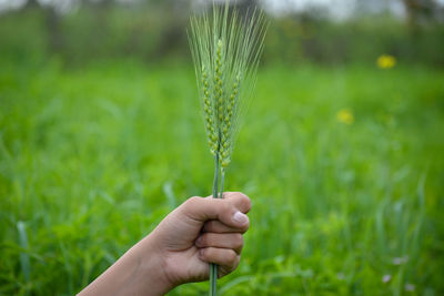 Close-up of hand holding plant on field