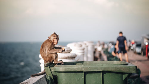 Portrait of monkey sitting on garbage bin at beach