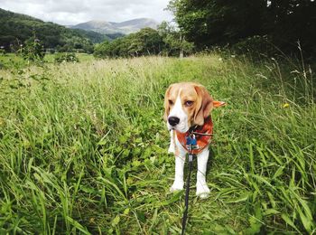 Portrait of dog on field