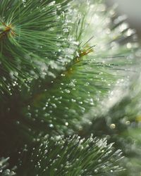 Close-up of raindrops on pine tree