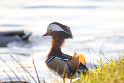 Close-up of duck on field