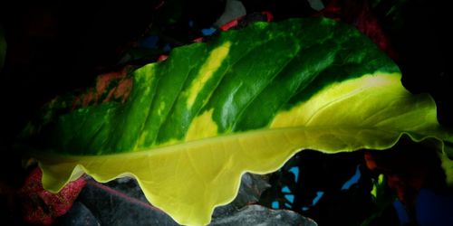 Close-up of fresh green leaves