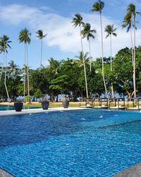 Palm trees by swimming pool against sky