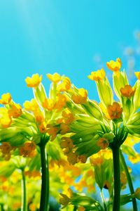 Close-up of yellow flowers against clear blue sky