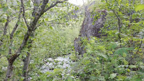 Trees growing in forest