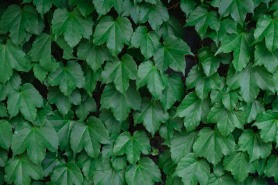 Full frame shot of green leaves