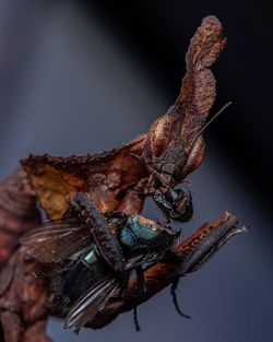 Close-up of butterfly on dry leaf