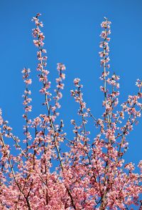 Low angle view of flowers against clear blue sky